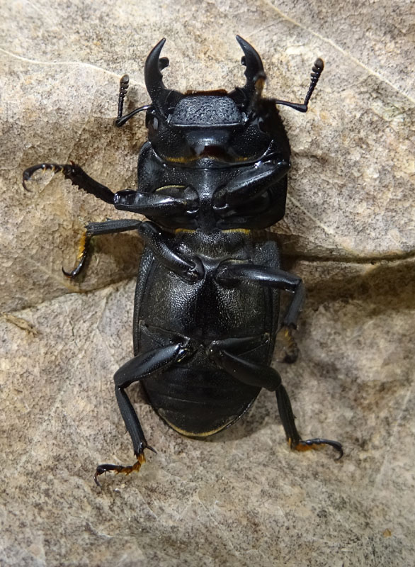 Dorcus parallelipipedus - Lucanidae